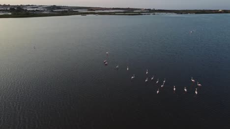 Video-Von-Oben:-Rosa-Flamingos-Schwimmen-In-Einem-Teich-Im-Naturschutzgebiet-Vendicari,-Sizilien,-Italien