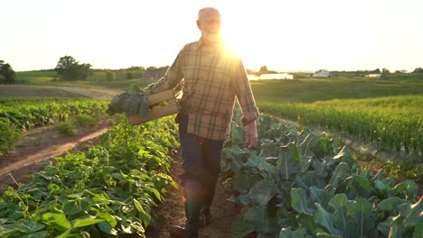 Wide-angle-beautiful-backlit-view-of-man-farmer-with-basket-of-harvest-in-green-field-in-the-rays-of-the-sun-at-sunset