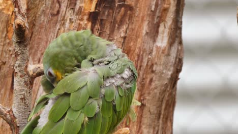 Potrait-close-up-Of-A-Small-Green-Yellow-Parrot-cleaning-himself-on-branch