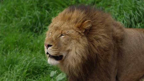 male-lion-with-scars-slow-motion