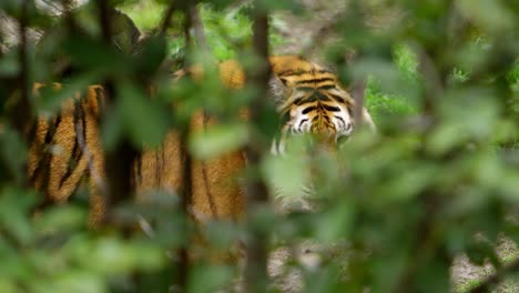 Tiger,-Der-Den-Wald-Als-Tarnung-Nutzt,-Stellt-Augenkontakt-Her,-Während-Die-Kamera-Heranzoomt