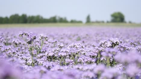 purple-flower-phacelia,-scorpionweed,-heliotrope-close-up-with-bee-collecting-honey-nectar