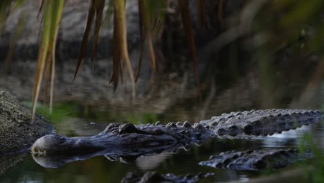 Alligatoren-Warten-Mit-Wunderschönem-Spiegelbild-Im-Dschungelsumpf-Auf-Beute