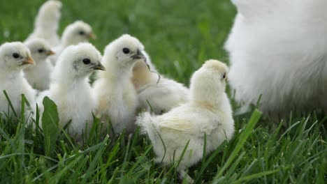 Ein-Haufen-Kleiner-Hühner-Mit-Ihrer-Mutter,-Die-Auf-Einer-Wiese-Auf-Dem-Bauernhof-Isst