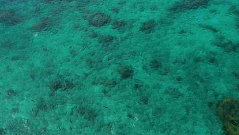 Vista-Superior-De-Una-Escuela-De-Peces-Nadando-En-El-Mar-Claro-En-Fiji---Toma-Aérea