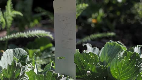 Cabbage-With-Label-Growing-In-A-Vegetable-Garden