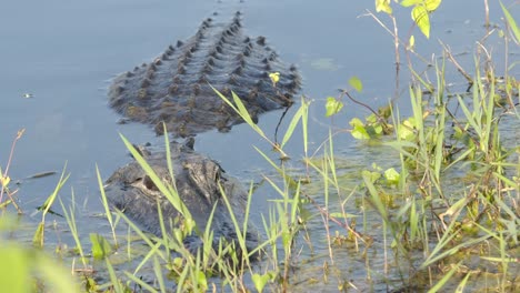 Alligator,-Hinterhältiges-Raubtier,-Das-Im-Teilweise-Freigelegten-Unkraut-Wartet