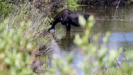 A-big-bull-moose-feasts-in-the-glade