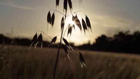 Haferpflanze-Wächst-Auf-Dem-Feld-Vor-Dem-Warmen-Goldenen-Sonnenuntergang,-Mittlere-Aufnahme