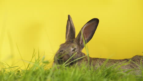 Rabbit-resting-in-grass-with-yellow-background,-medium-shot