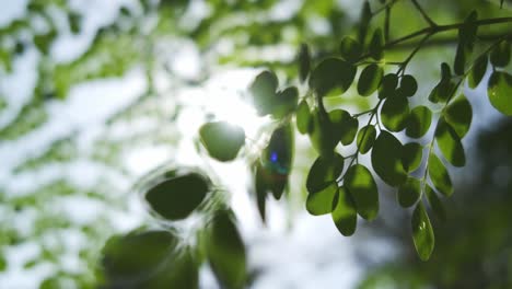 Hellgrüne-Blätter-Eines-Drumstick-Baums,-Die-Sich-Im-Wind-Wiegen-Und-Von-Der-Sonne-Beleuchtet-Werden