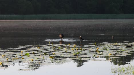 Wunderschöne-Wasservögel-In-Der-Mitte-Des-Sees,-Die-Auf-Felsen-Sitzen-Und-Mit-Den-Flügeln-Schlagen