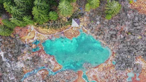 Bird's-eye-view-of-turquoise-lake-Zelenci,-Natural-Reserve,-Kranjska-Gora