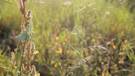Spider-Web-in-the-meadow,-moved-by-the-wind