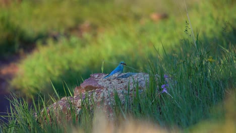 Mountain-bluebird-feeding-on-insect-on-a-small-rock
