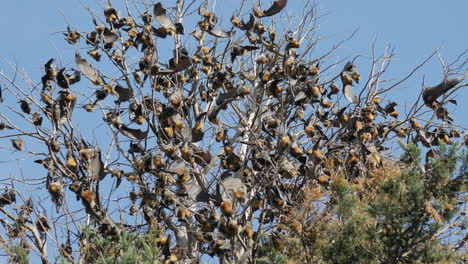 Cypress-Tree-Full-Of-Flying-Foxes-On-A-Sunny-Day,-SLOW-MOTION
