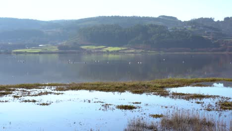 A-wet-marsh-lake-filled-with-a-variety-of-birds-and-wildlife