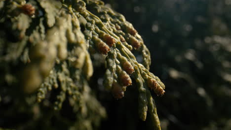 Close-up-of-a-cedar-tree-swaying-in-the-wind