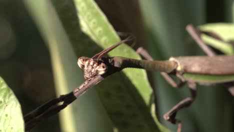 Praying-mantis-looking-towards-camera