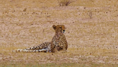 Cheetah-Looks-Around-For-Prey-And-Licking-Its-Mouth-On-A-Soaring-Heat-In-South-Africa