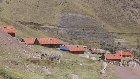 Alpakas-Grasen-Rund-Um-Die-Abgelegene-Quechuan-Gemeinschaft-Kelkanka-Hoch-In-Den-Peruanischen-Anden