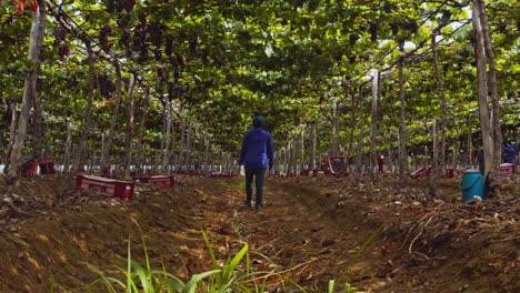 Vineyard-worker-walks-through-a-field-of-overhead-grape-vines