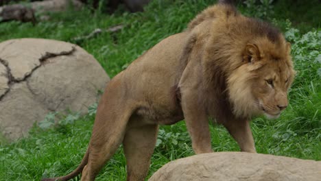king-of-the-jungle-male-lion-steps-up-onto-rock-slow-motion