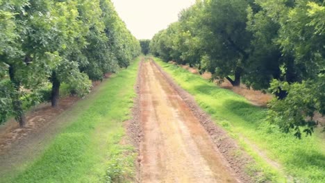 Aerial-drone-shot-flying-across-the-ends-of-rows-of-pecan-trees-in-a-massive-orchard