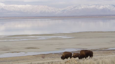 wide-pan-of-bison-in-mountains