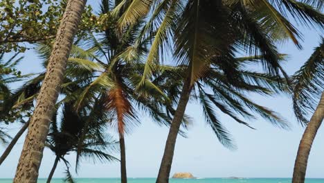 Palm-trees-blowing-in-the-wind-on-beautiful-blue-water-beach-in-Tobago