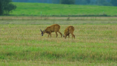 Two-young-European-roe-deer-walking-and-eating-on-a-field-in-the-evening,-medium-shot-from-a-distance