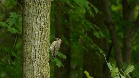 Stunning-close-up-of-Northern-Flicker-clinging-to-a-tree-trunk,-taking-flight