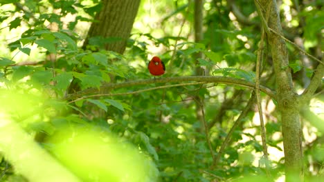 Small-red-bird-with-black-wings-perched-on-a-branch-before-taking-off-in-the-middle-of-the-woods