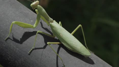 Footage-of-green-praying-mantis,-sitting-on-a-black-metal-rail