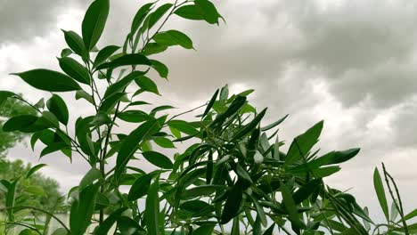 Green-leaves-in-the-wind-under-grey-and-stormy-skies