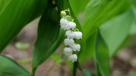 Lily-of-the-Valley---Convallaria-majalis-plant-with-white-blooming-flowers-and-green-stems-in-late-spring,-macro-in-4k