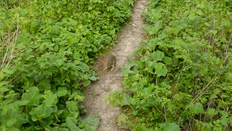 Niedliches-Kaninchen,-Das-Einen-Abgenutzten-Fußweg-Inmitten-Grüner-Vegetation-Erkundet