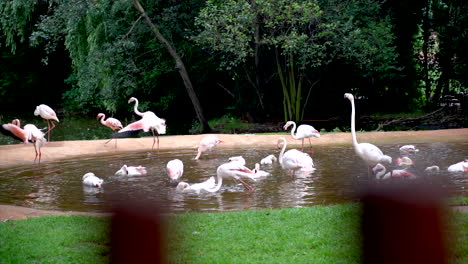 Wide-shot-of-flamingoes-in-an-enclosure-at-the-Johannesburg-Zoo,-South-Africa