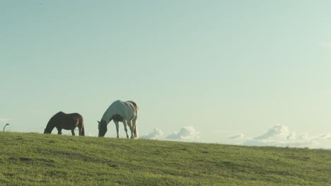 Two-horses-grazing-on-pasture-on-sunny-summer-day