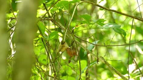 Wren-Exótico-Pájaro-Esperando-De-Rama-En-Rama-En-Panamá