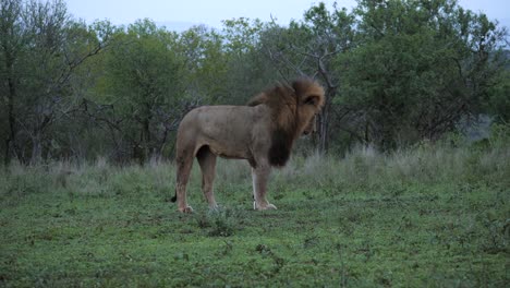 Majestic-collared-male-African-Lion-stretches,-walks-lies-down-again