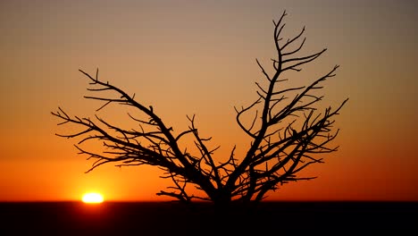Zeitraffer-Des-Sonnenaufgangs-Hinter-Einem-Toten-Baum