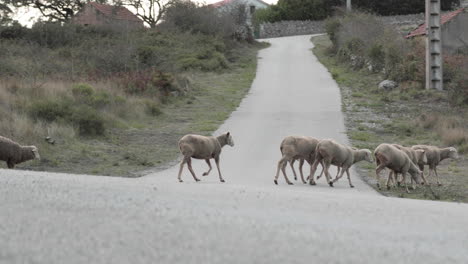 A-Herd-Of-Sheep-Running-Across-The-Road-Moving-To-Another-Grazing-Field-In-Serra-de-Aire-e-Candeeiros,-Portugal---Tracking-Shot