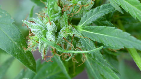 Footage-of-Cannabis-plant-close-up,-marijuana-bush