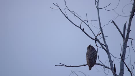 Great-Horned-Owl-perching-on-tree-and-observing-its-surrounding