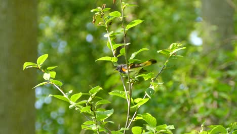 American-Redstart-frantically-looking-around-before-jumping-off-the-branch-it-was-sitting-on