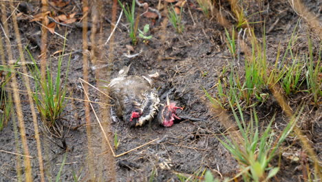 Dead-Bird-on-Ground-with-Decapitated-Head,-Bird-of-Prey-Victim-STATIC