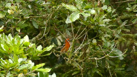 A-cute-orange-bird-sitting-on-a-branch-inside-a-green-and-lush-tree-before-flying-out-of-frame