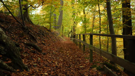 Langsame-Bewegung-Auf-Dem-Herbstpfad-Im-Wald