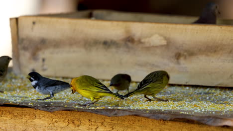 Pájaros-Comiendo-Maíz-Molido-En-Un-Comedero